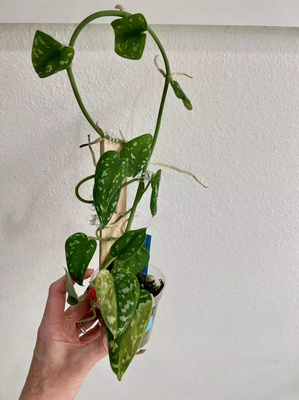 Scindapsus matcha thumbnail