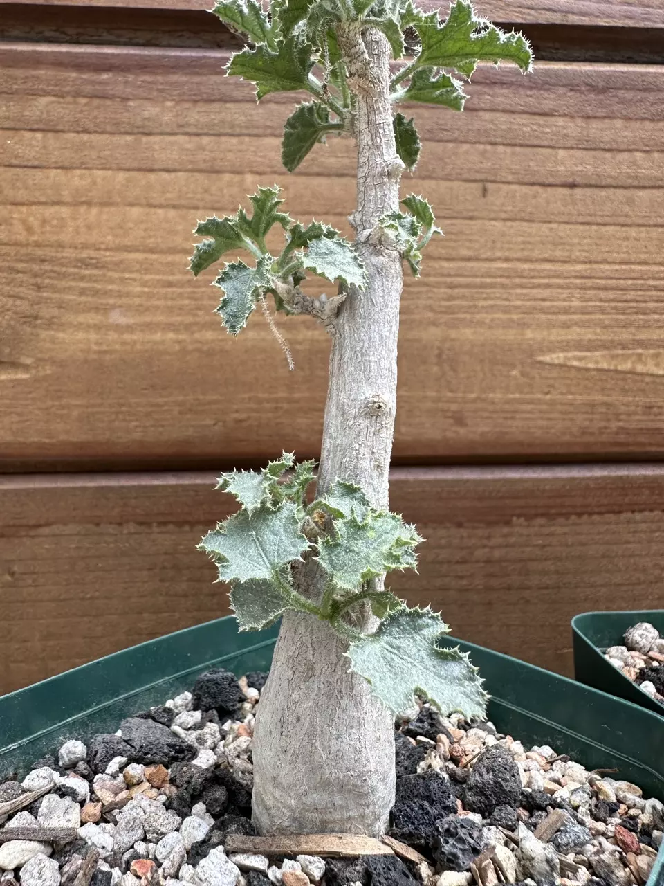 Dendrosicyos socotranus - Cucumber Tree - Live Rare Succulent Plant thumbnail