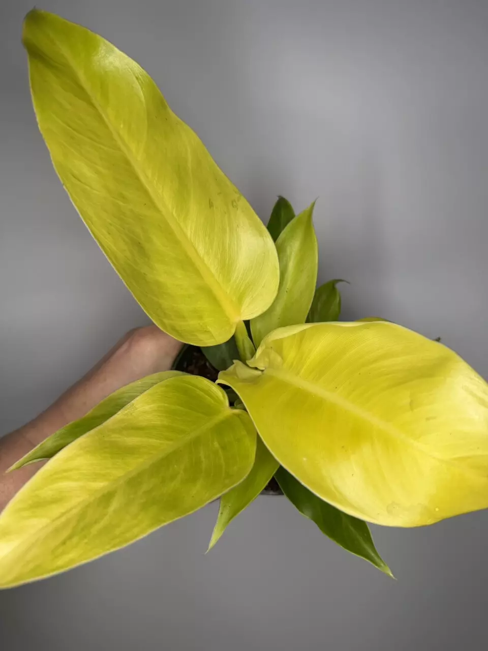 Philodendron Moonlight thumbnail