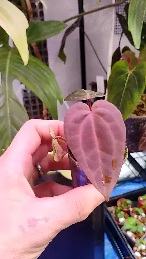 Anthurium Amelia's delight ×NSE Red crystal thumbnail