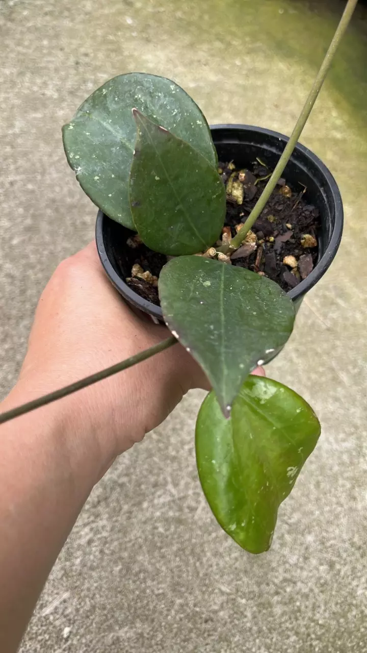 c143 Hoya AH Black Magic thumbnail