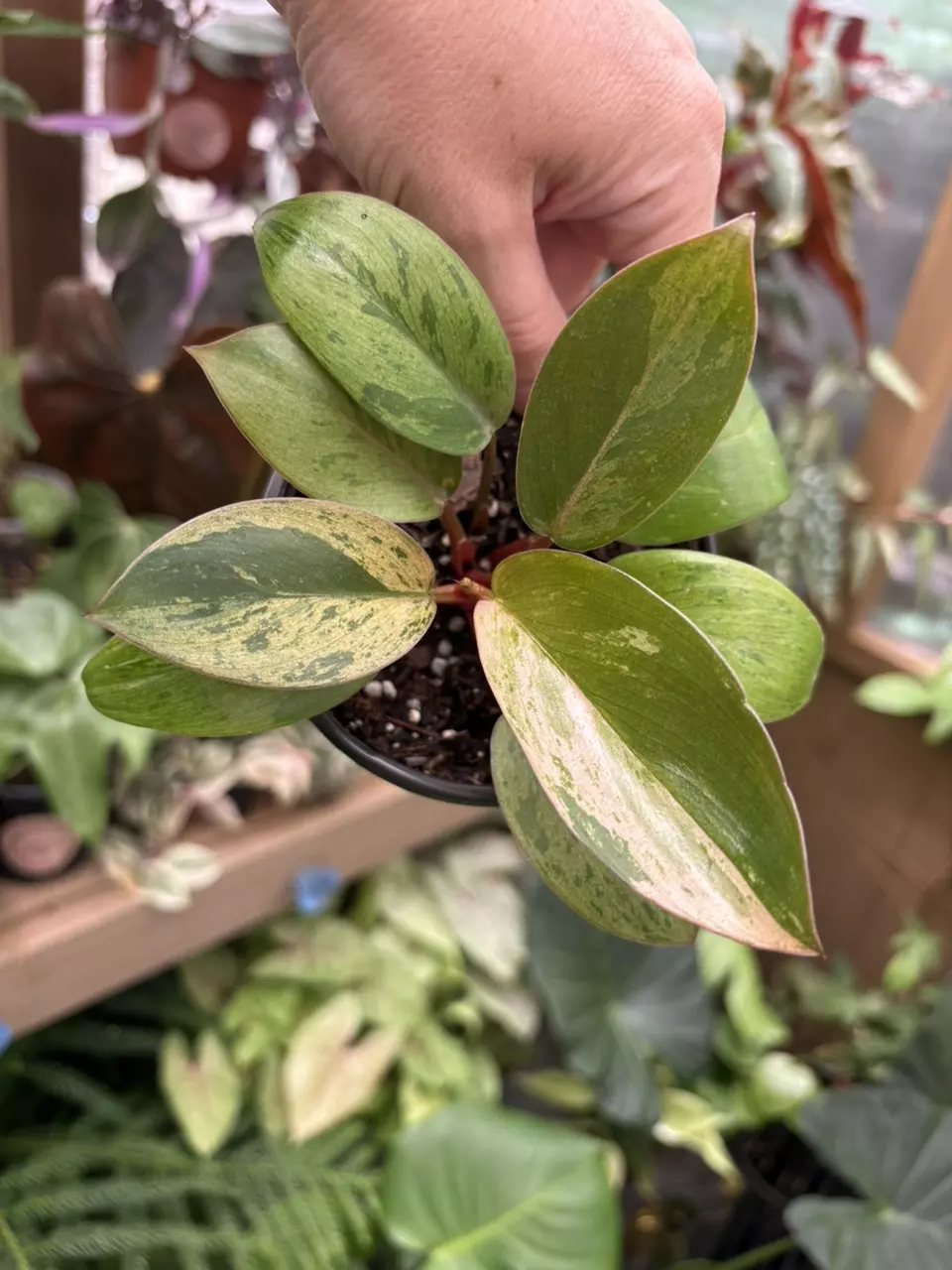 4” Philodendron Congo Mint Marble (exact plant) thumbnail