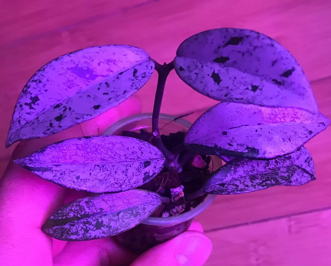 Hoya Carnosa Wilbur Graves Russia thumbnail