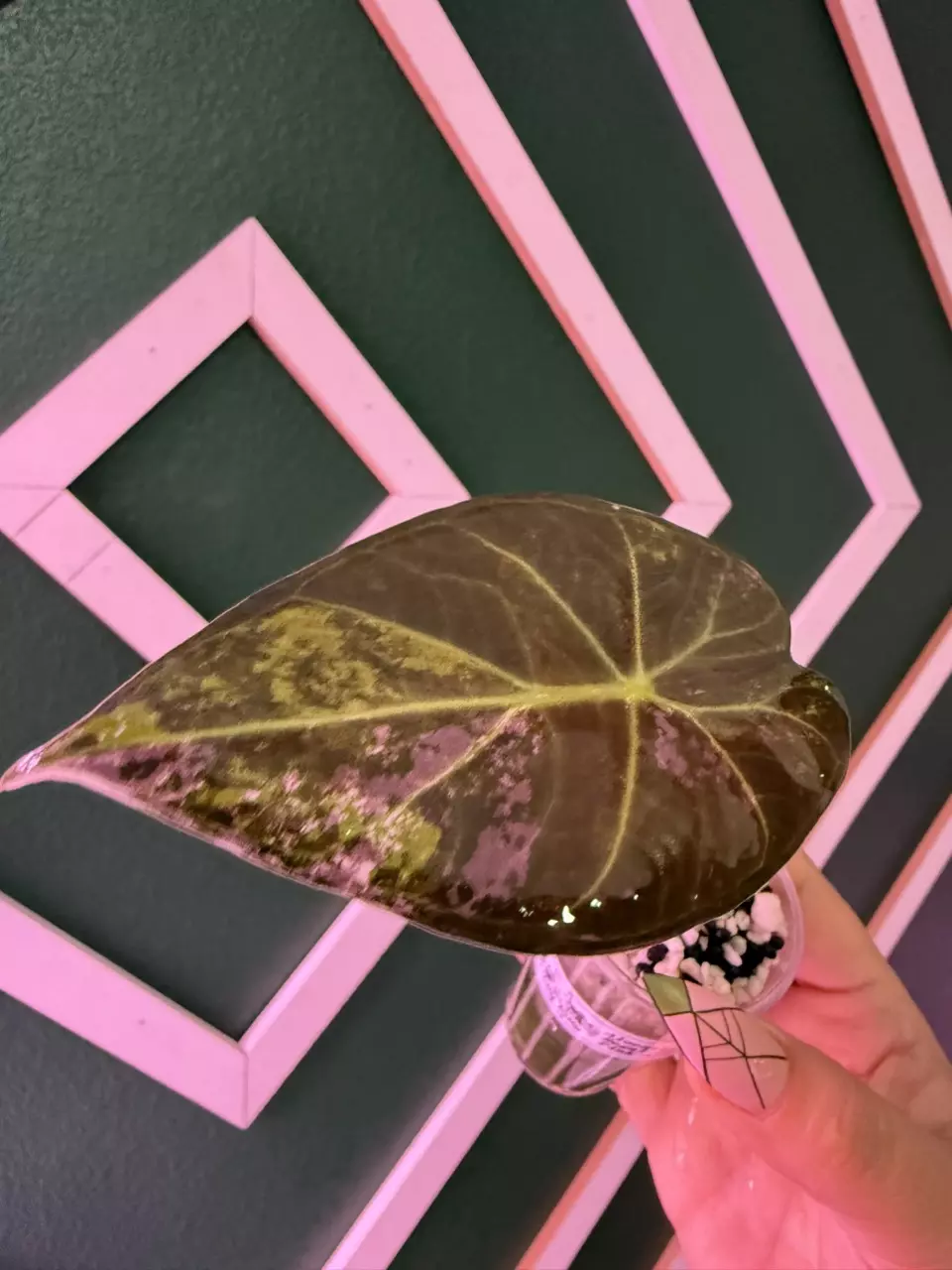 Regal Shield Albo/pink pup thumbnail