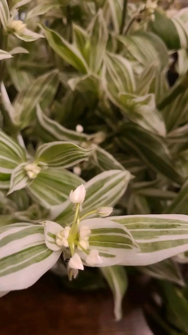 FRESH CUT Tradescantia Fluminensis Albovitatta 4-6" 3ea thumbnail