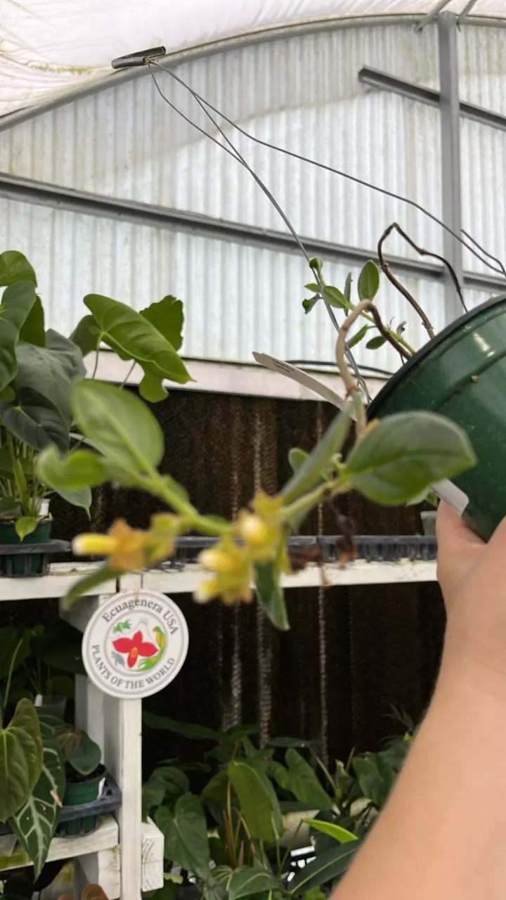 c154 columnea herthae seedling thumbnail