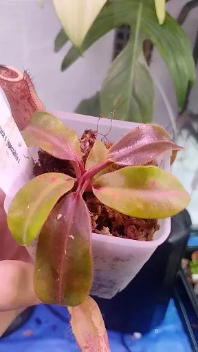 Napenthes Boschiana×(Spectabilis×Veitchii) thumbnail
