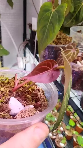 Anthurium Doc f2× (AOS ×Pap) thumbnail