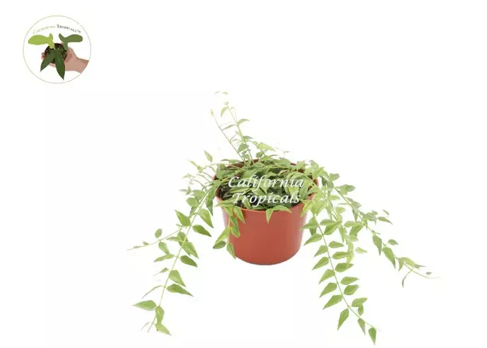 Hoya Bella 6” (GP) thumbnail