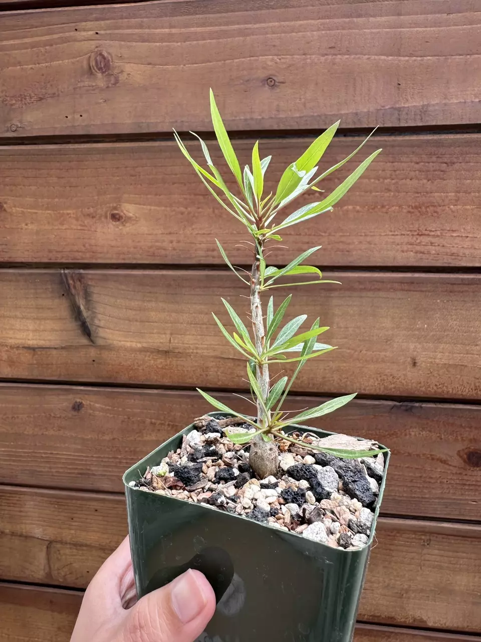 Fouquieria Purpusii - Purpus’ ocotillo- Live Rare Succulent Plant thumbnail