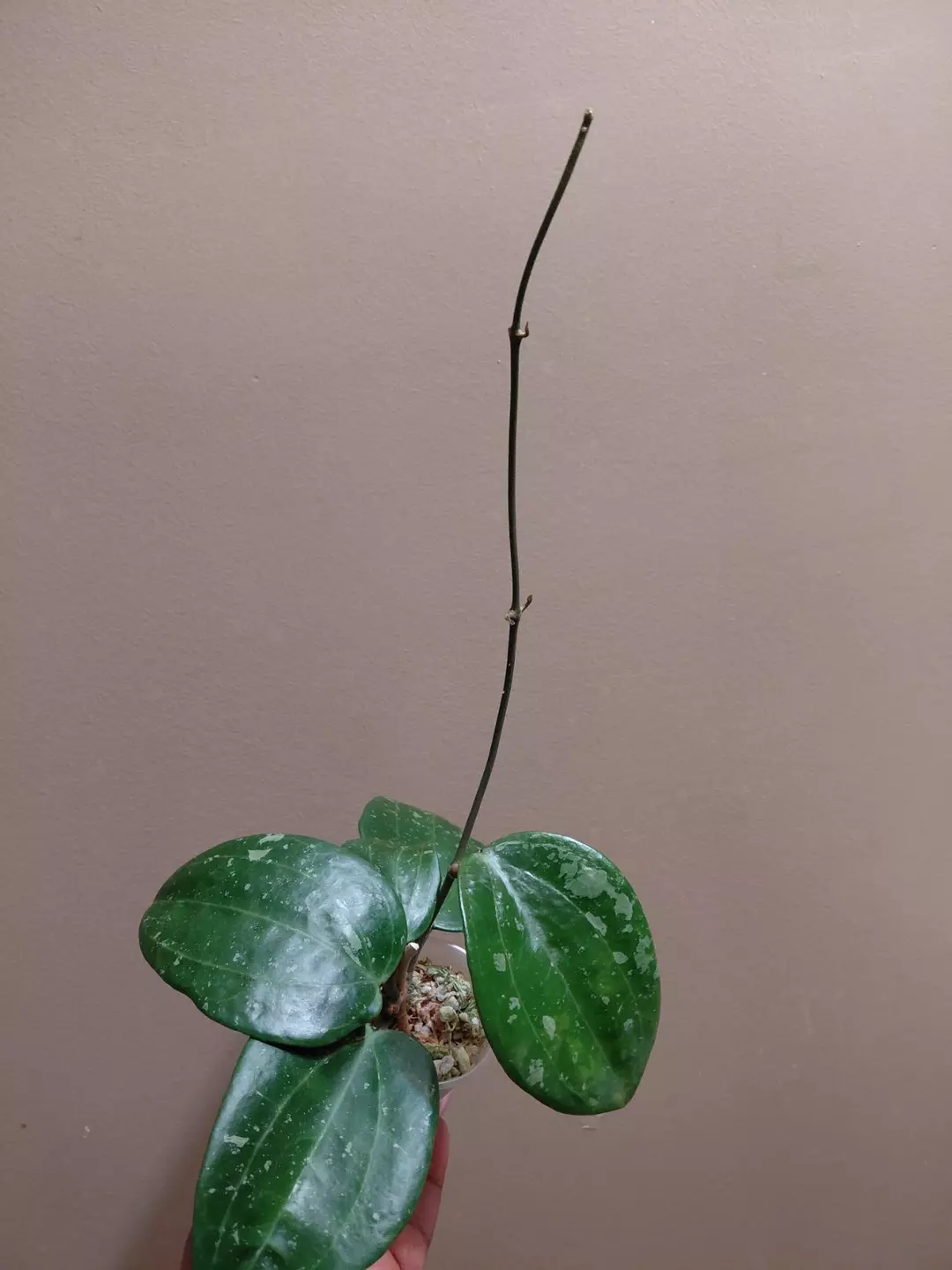 Hoya Latifolia Snow Queen thumbnail