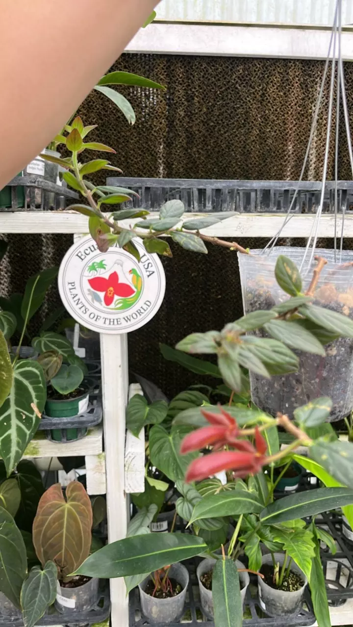 C156 Columnea erythrophaea thumbnail