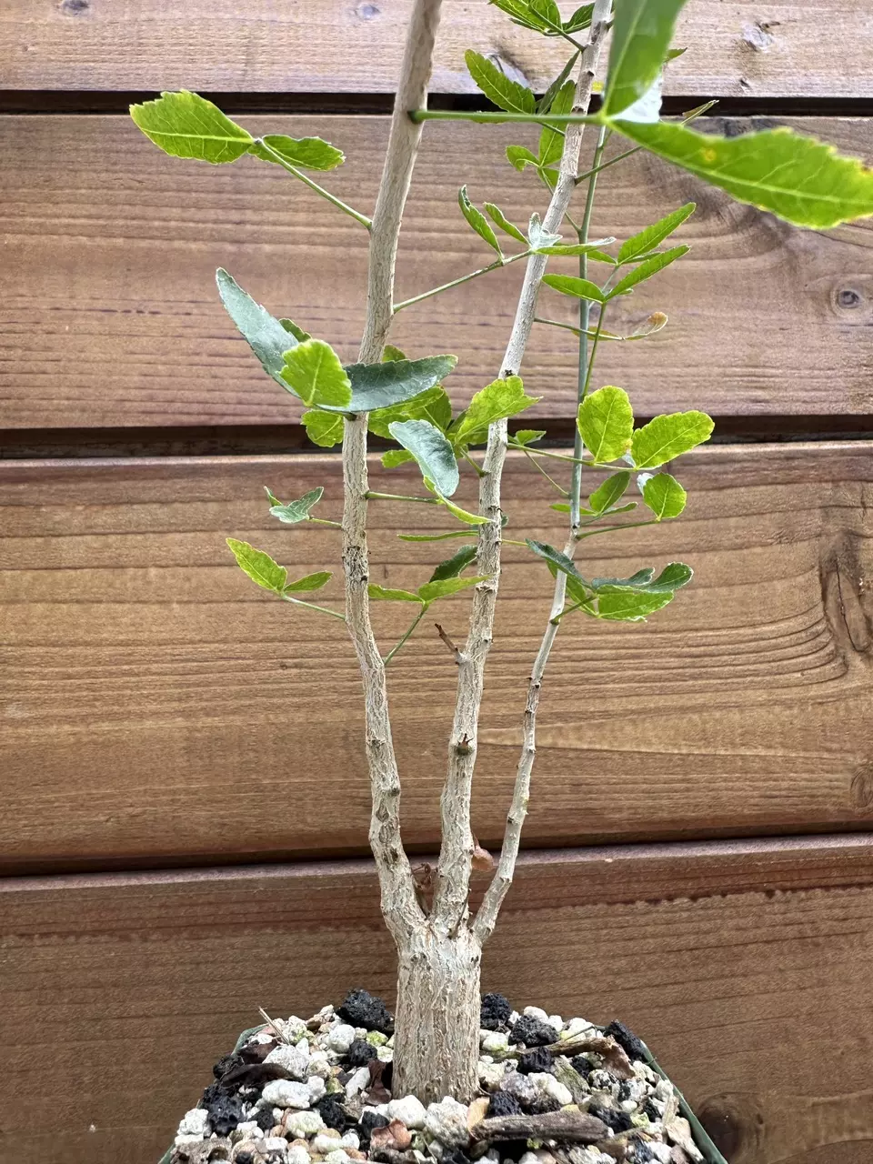 Commiphora humbertii - Humbert's Commiphora - Live Rare Succulent Plant thumbnail