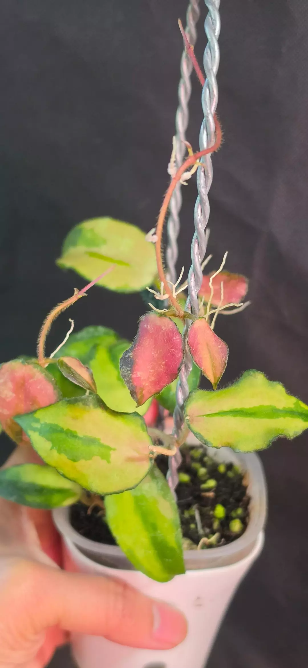 Hoya Caudata variegated 1 node cutting thumbnail