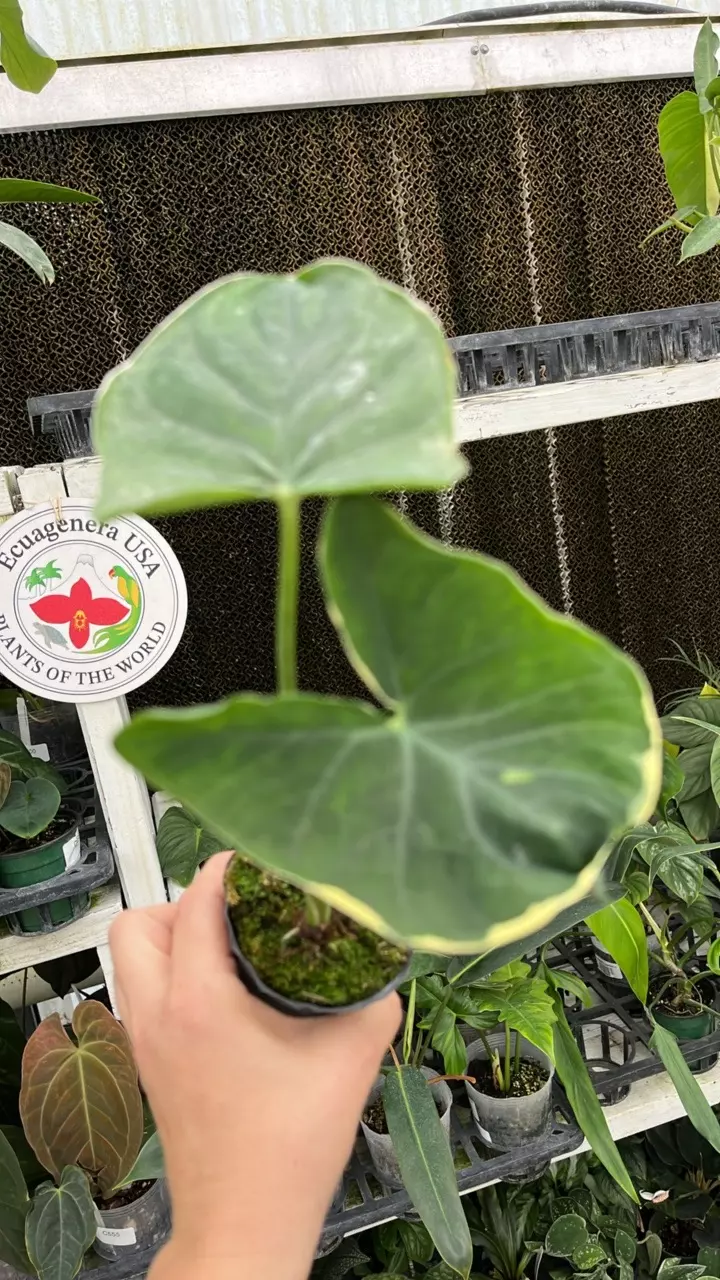 A640 Xanthosoma albomarginata thumbnail