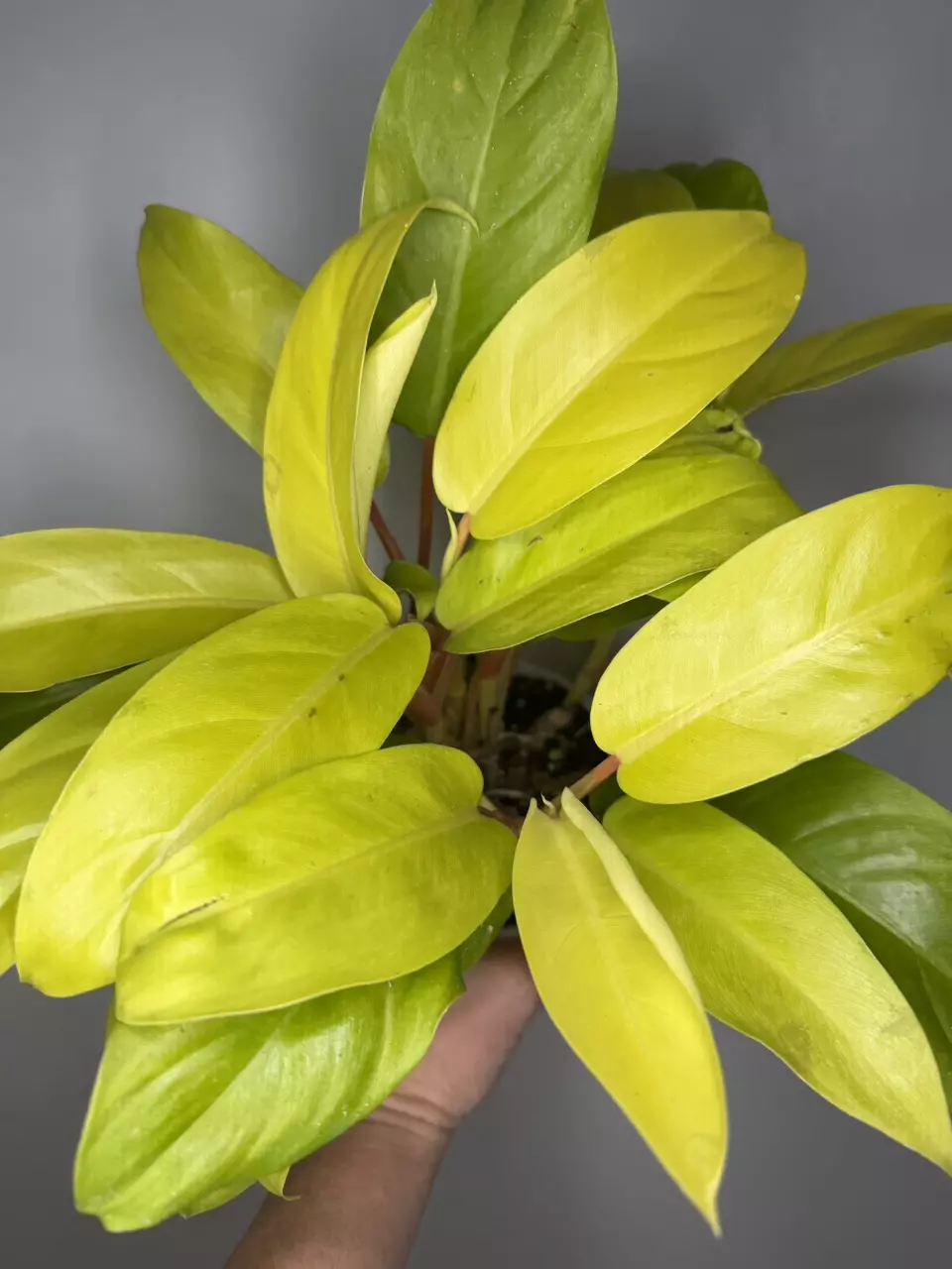 Philodendron Golden Goddess- 4” Pot thumbnail