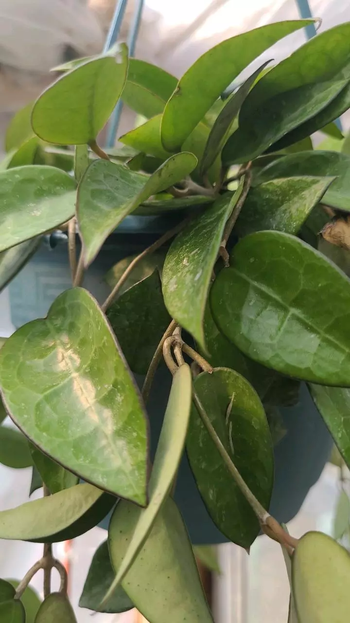 FRESH Cut Hoya Verticillata Black Margin (Parasitica) 2Nodes thumbnail