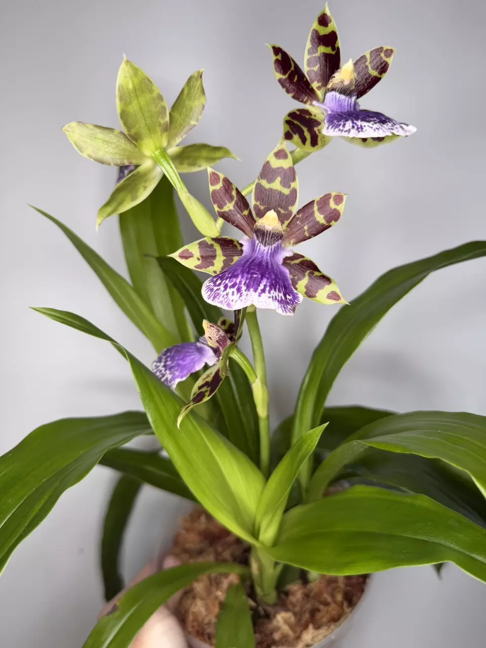 Orchid - Zygopetalum Jumpin Jack thumbnail