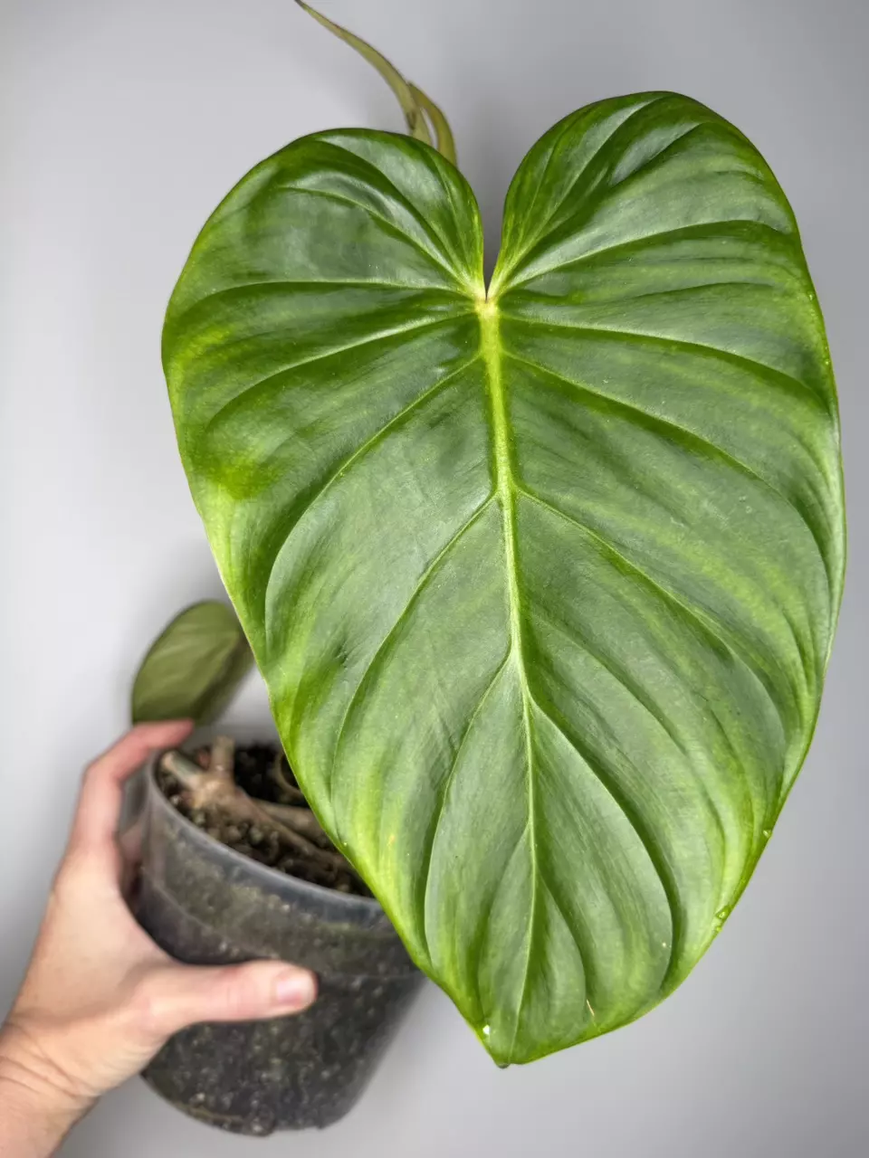 Philodendron Verrubescens (Verrucosum x Red Emerald) thumbnail