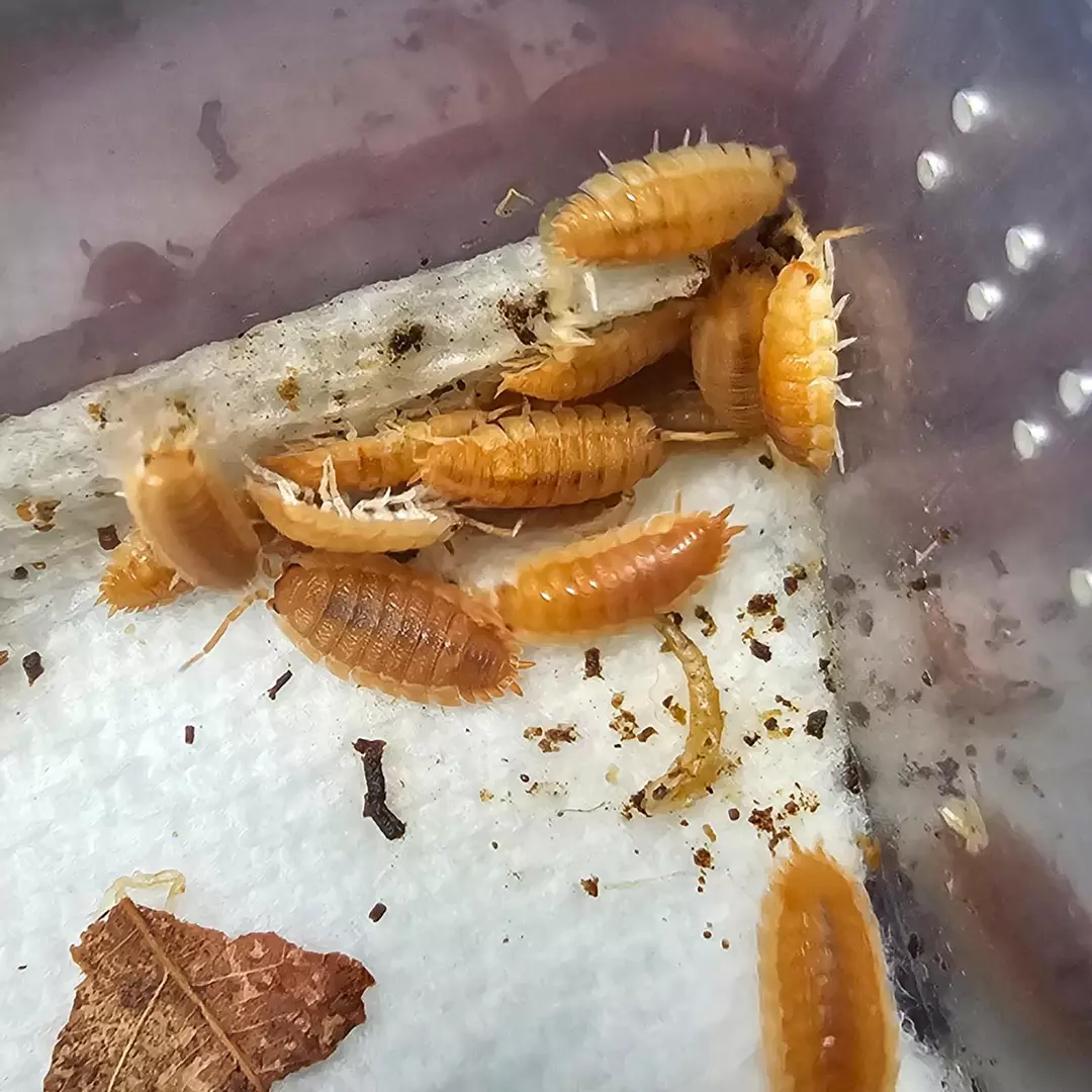 BC Maple (Oniscus asselus) 10ct thumbnail