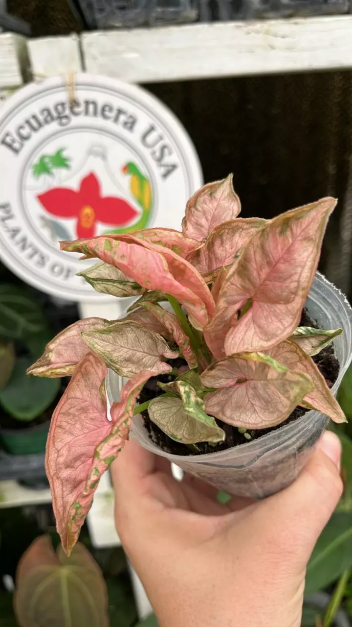 C301 Syngonium Pink Chameleon thumbnail