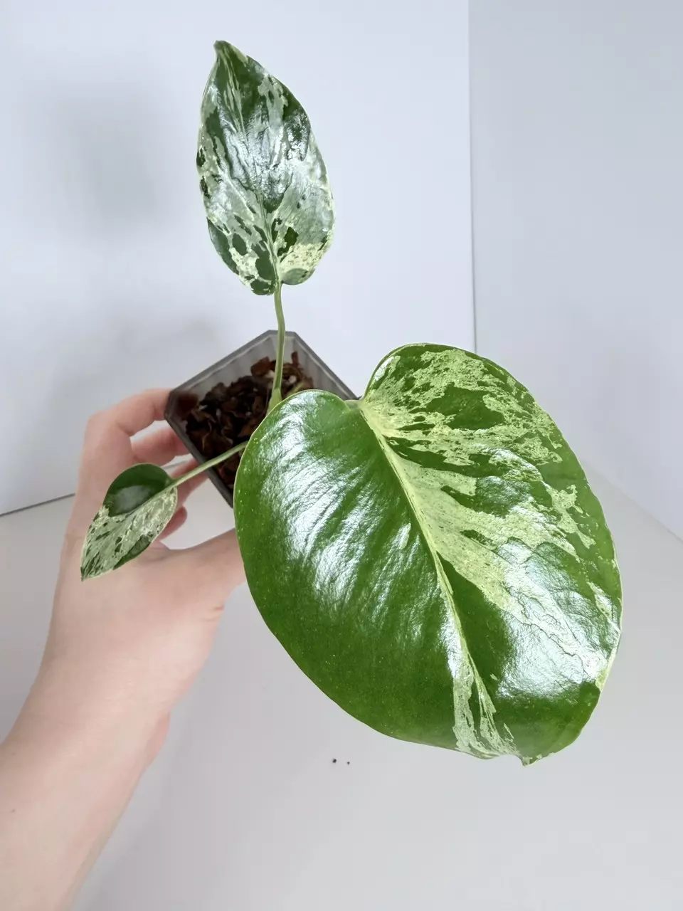 Monstera Bulbasaur 0844 thumbnail