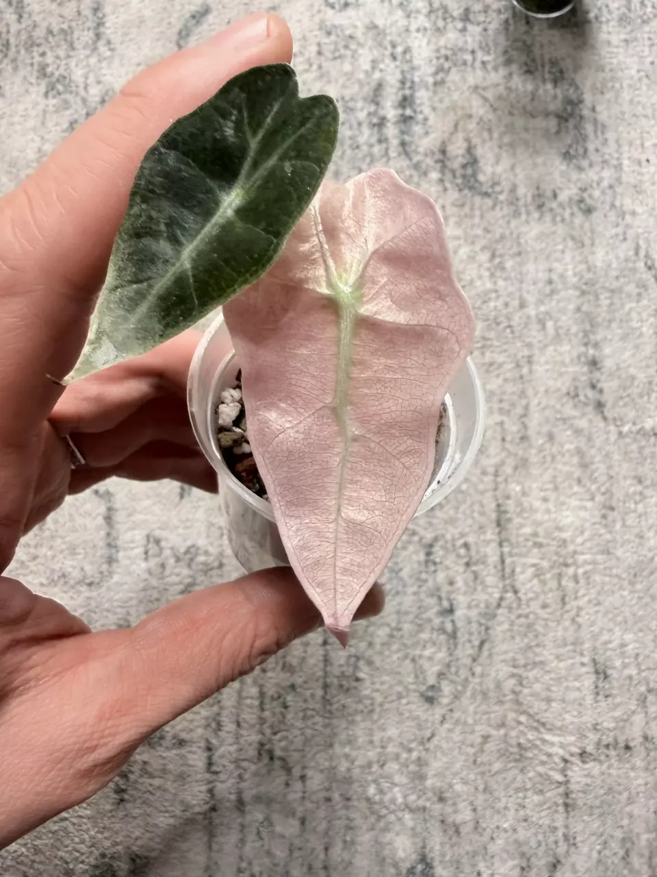 Alocasia Pink Polly Mint thumbnail