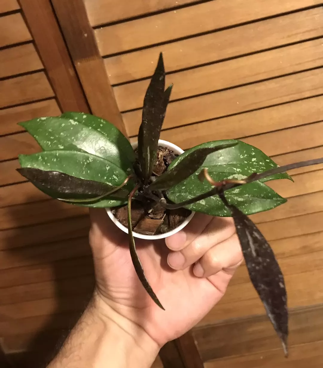 Hoya Pubicalyx Royal Hawaiian Purple Starter Plant thumbnail