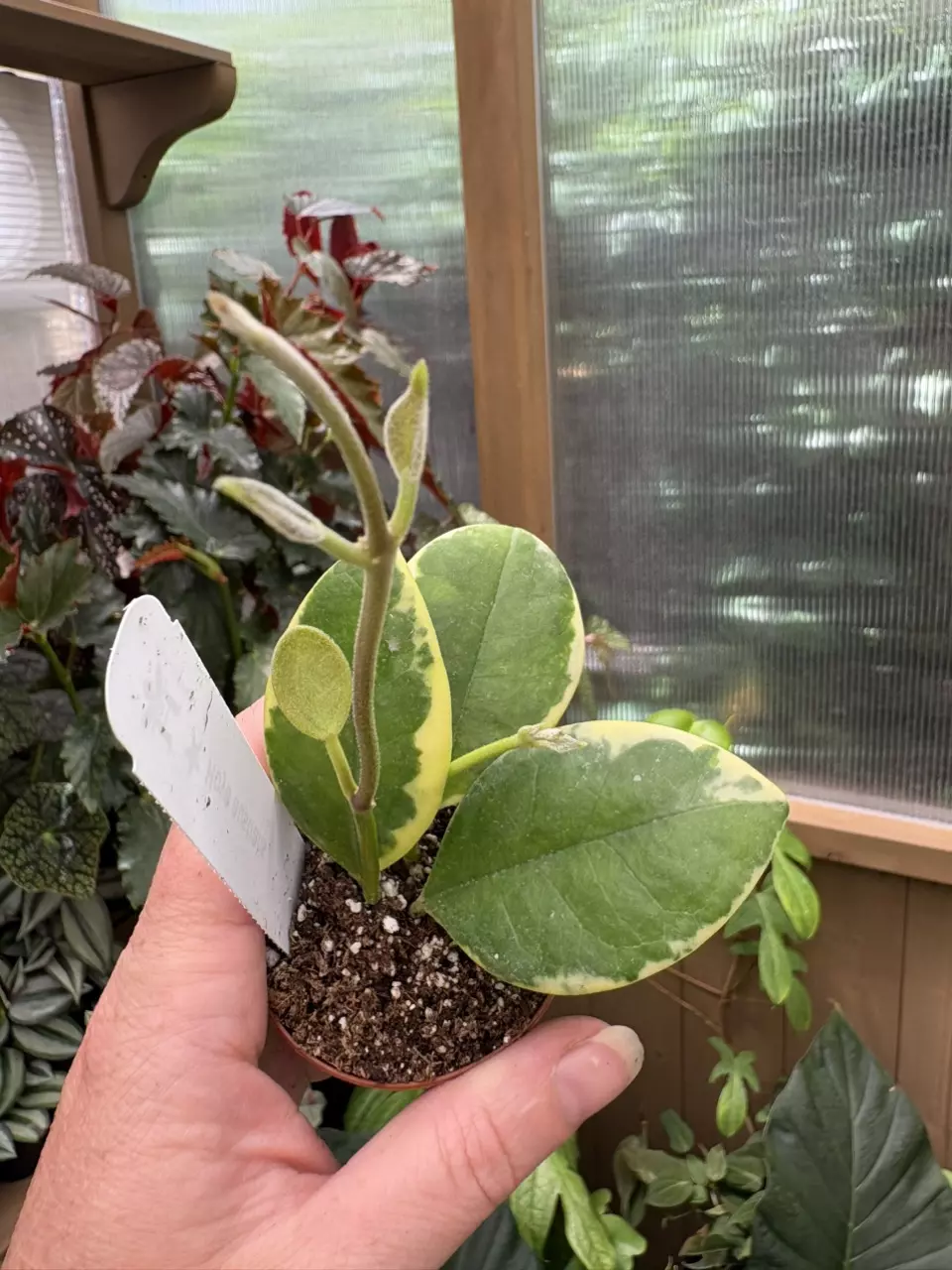 2” Hoya Australis Albomarginata thumbnail