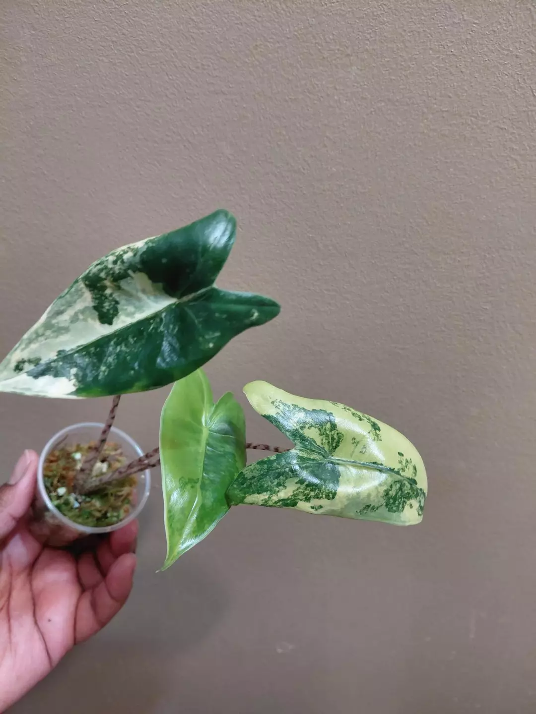 Alocasia Zebrina Aurea thumbnail