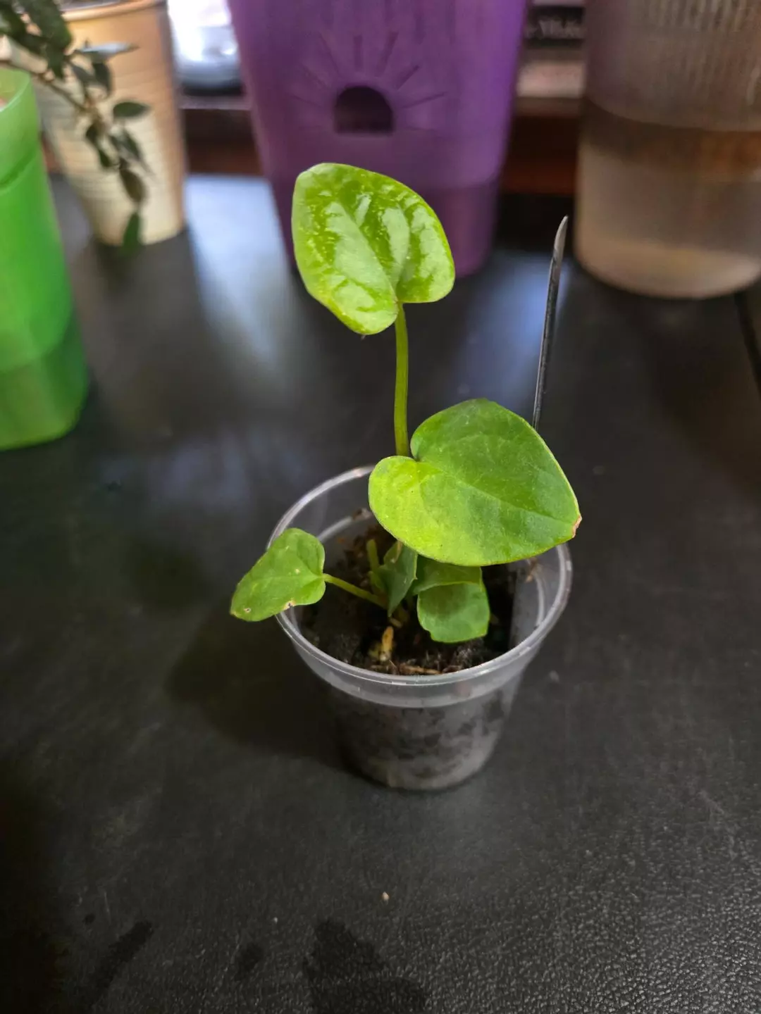 0102 Variegated Anthurium (2 plants in pot) thumbnail