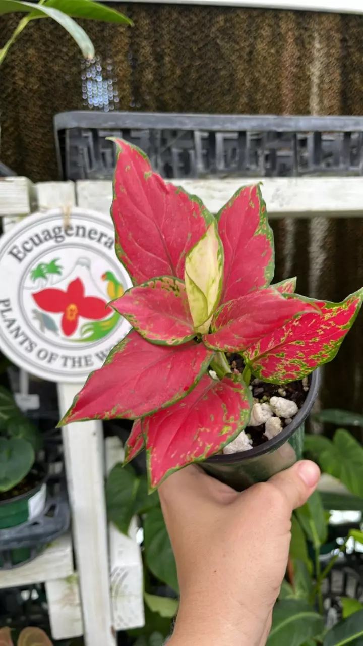 c331 Aglaonema Fugui Red thumbnail