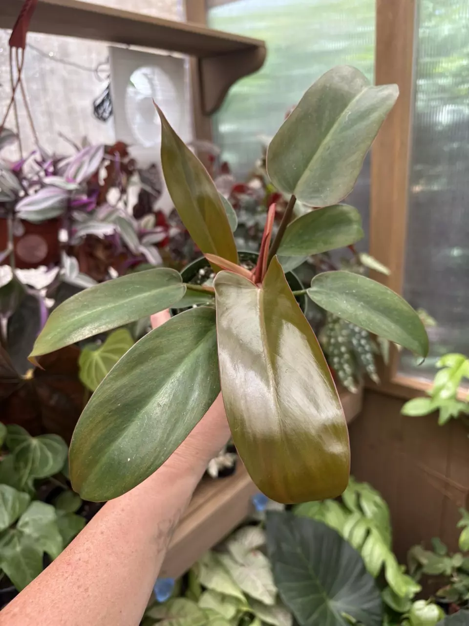 4” Philodendron Florida Bronze thumbnail