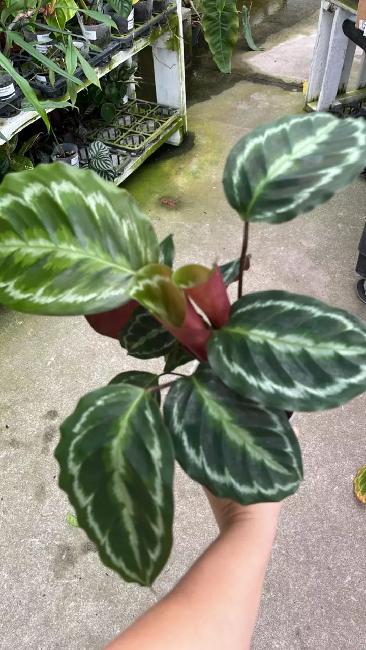 C327 Goeppertia chimboracensis cf thumbnail