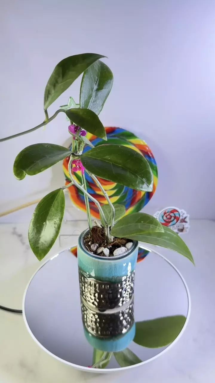Hoya Verticillata Sakhon Nakon thumbnail
