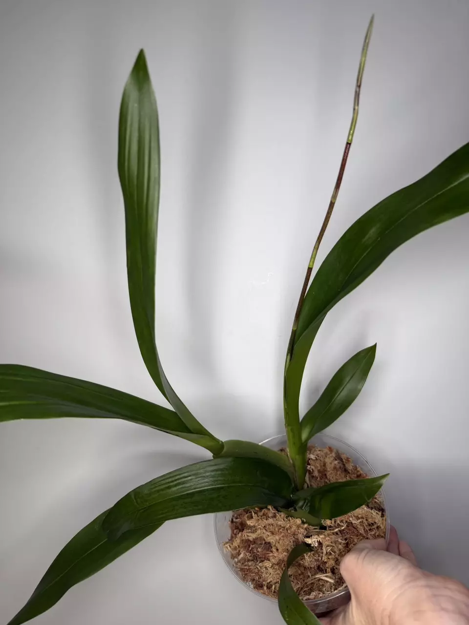 Orchid - Oncidium Sharry Baby ‘Sweet Fragrance’ AM/AOS - Chocolate Orchid thumbnail