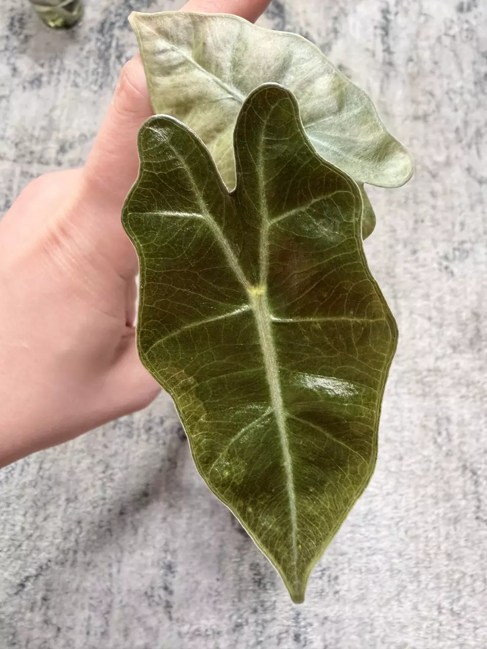 Alocasia Pseudo Aurea Pup thumbnail