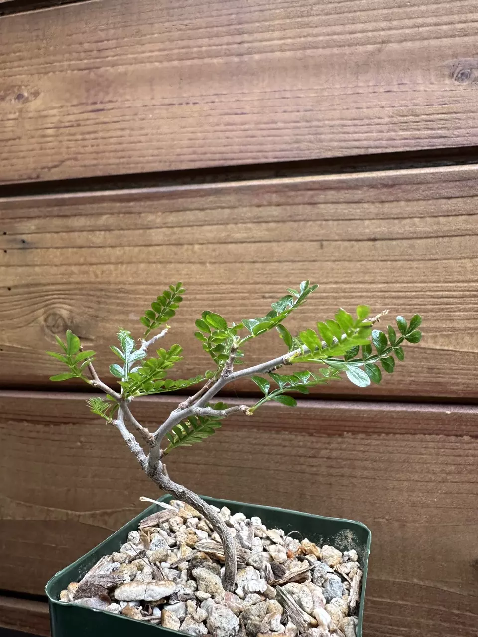 Operculicarya pachypus - Elephant's Foot - Live Rare Plant thumbnail