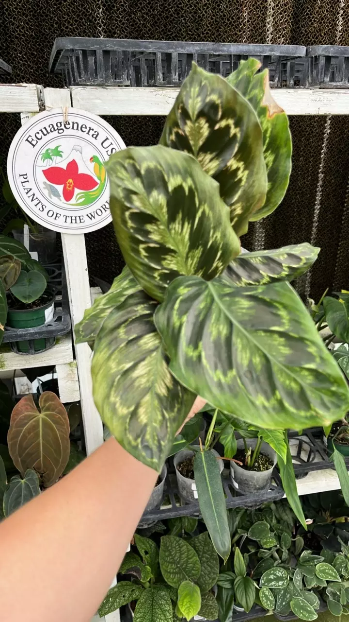 C302 Goeppertia veitchiana thumbnail