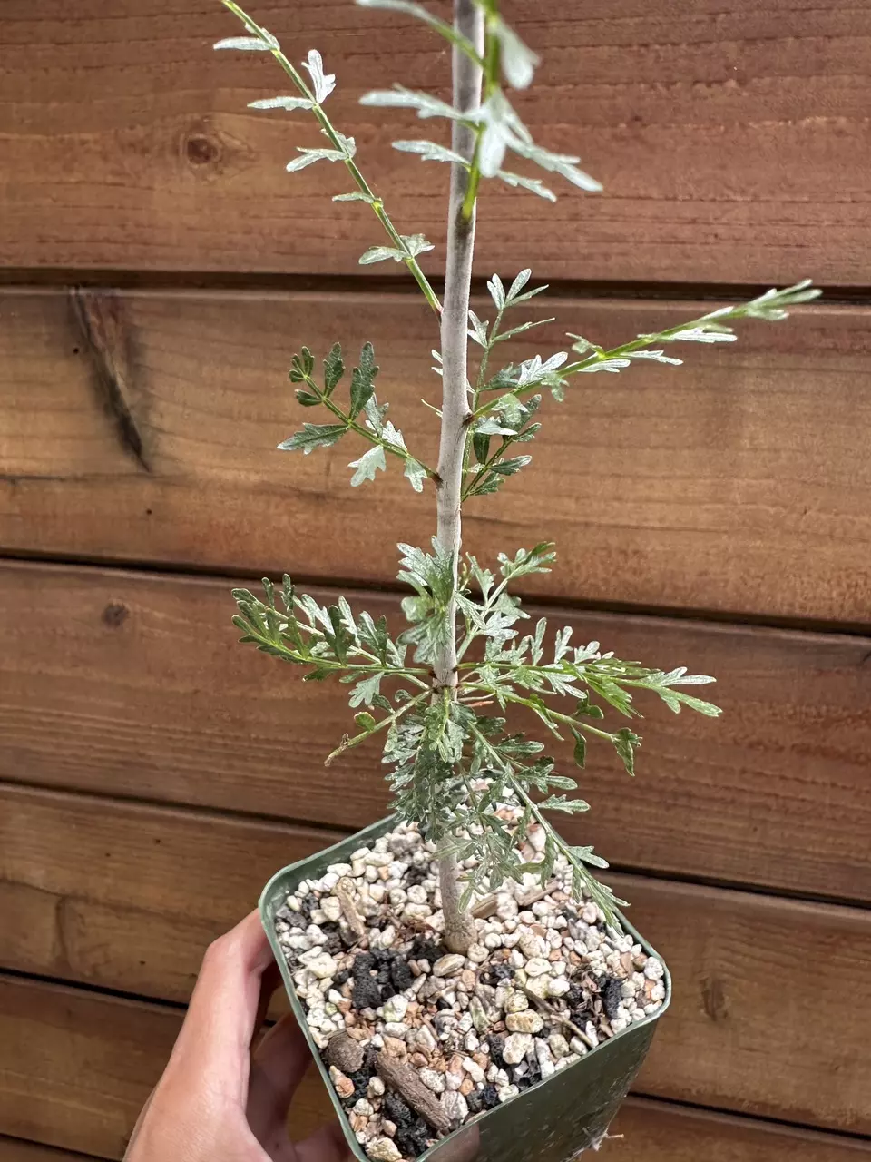 Bursera microphylla - Elephant Tree - Live Rare Succulent Plant thumbnail