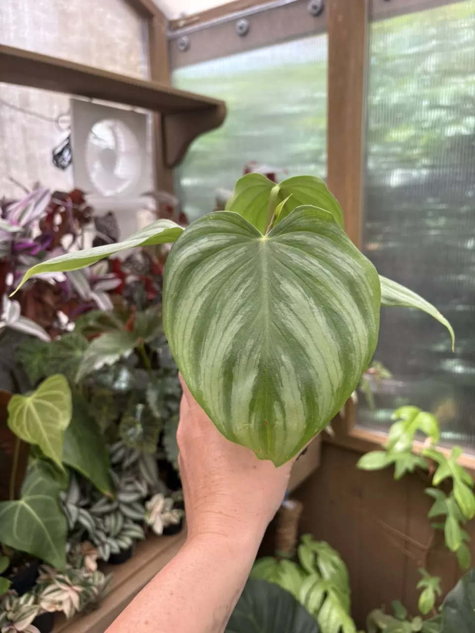 4” Philodendron Pastazanum x Plowmanii thumbnail