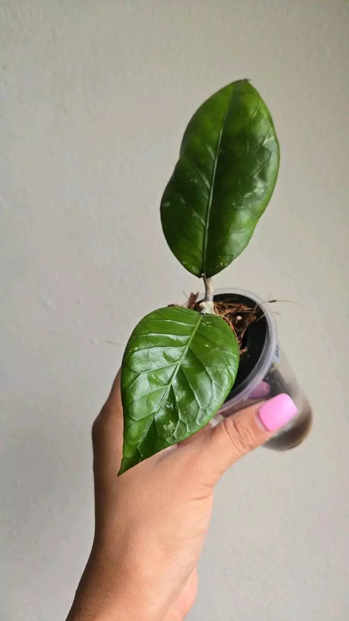 🐉🥚Hoya sp Aceh 'Dragon Egg' #9514 thumbnail
