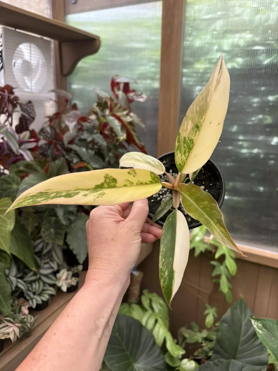 4” Philodendron Caramel Marble (exact plant) thumbnail
