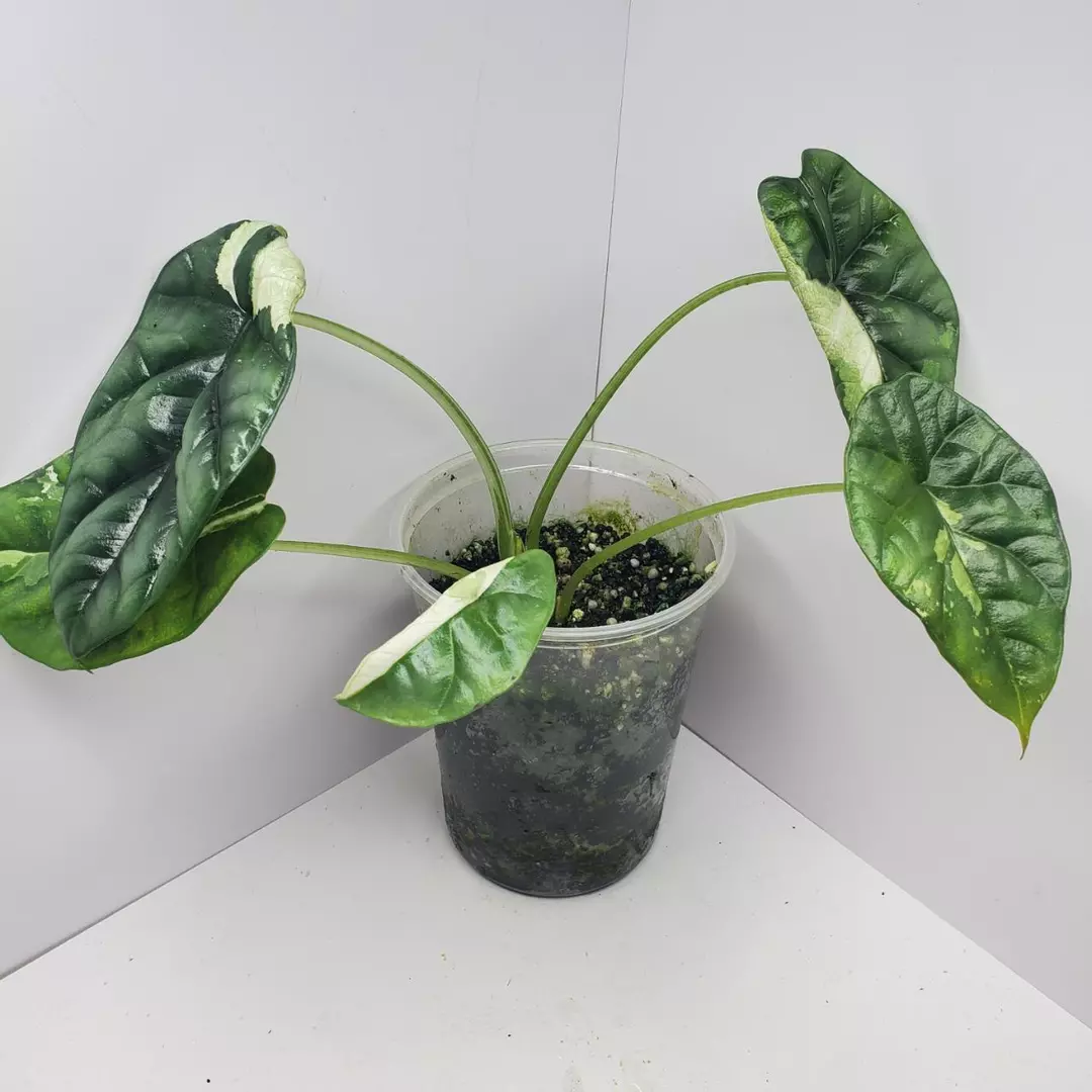 Alocasia sinuata albo thumbnail