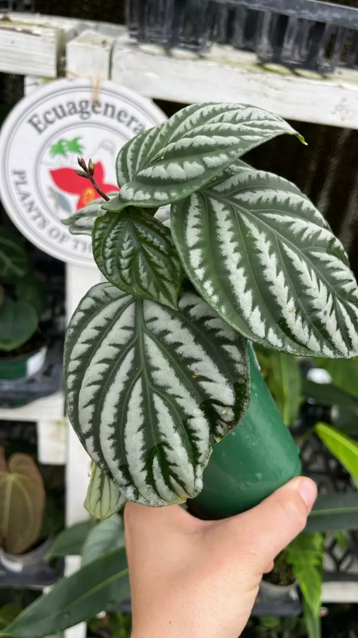 C305 Justicia manserichensis thumbnail