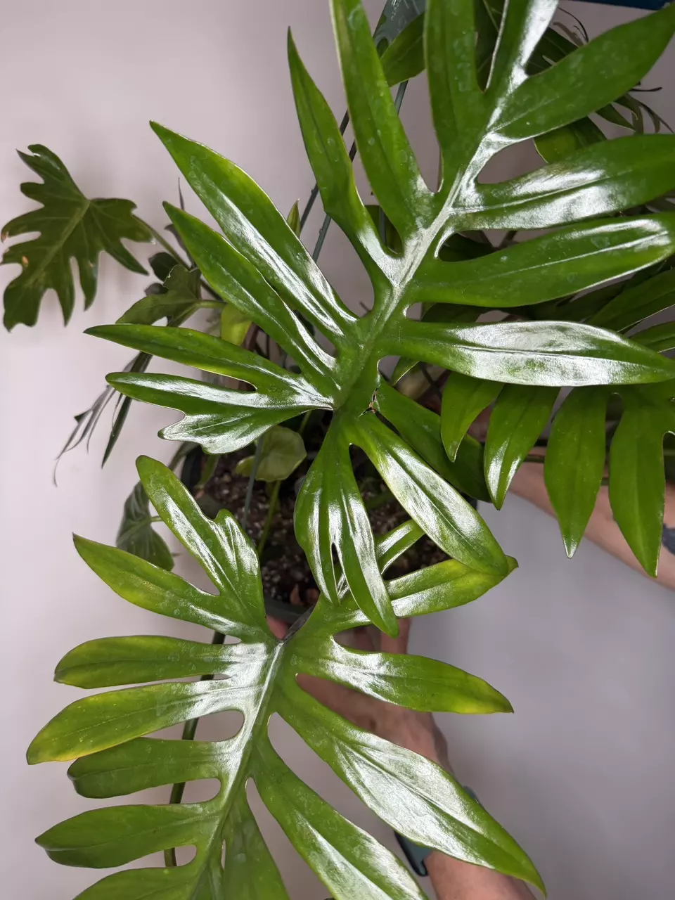 *Mature* Philodendron Mayoi - 8” Pot thumbnail