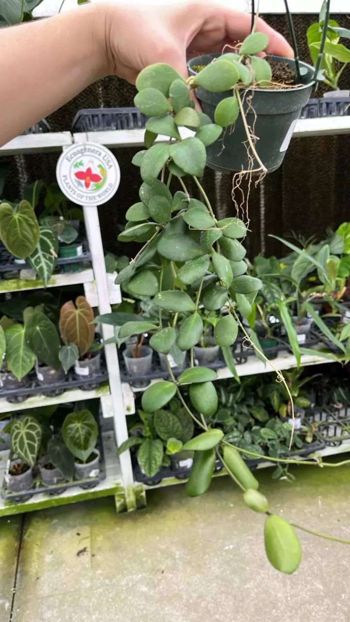 C323 Hoya bilobata thumbnail