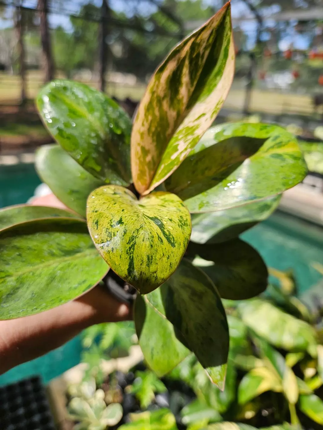 Philodendron red Congo variegated mint marble thumbnail