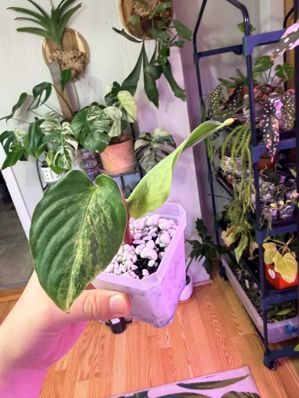 Homalomena Java pup growers choice thumbnail