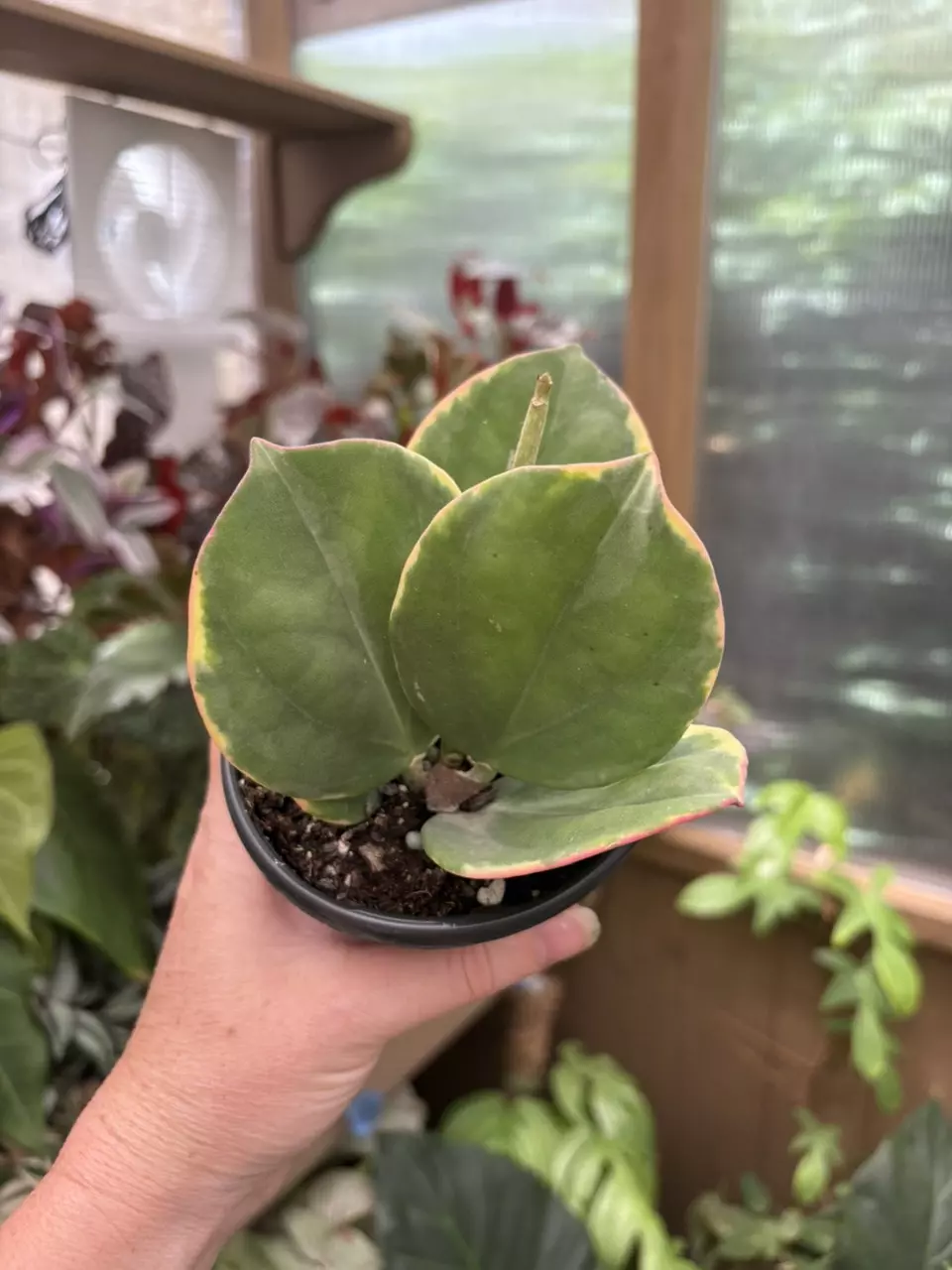 4” Hoya Pachyclada Albomarginta thumbnail